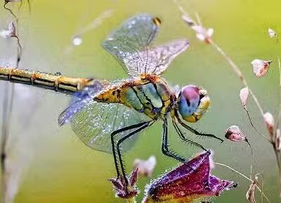 Hyacinth Park - Cleveland, OH