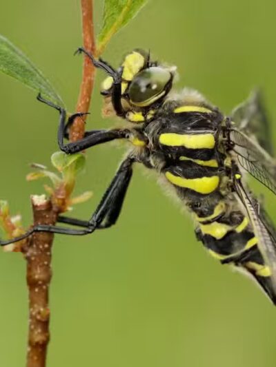 Hyacinth Park - Cleveland, OH