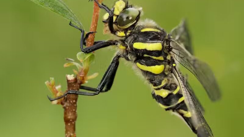 Hyacinth Park - Cleveland, OH