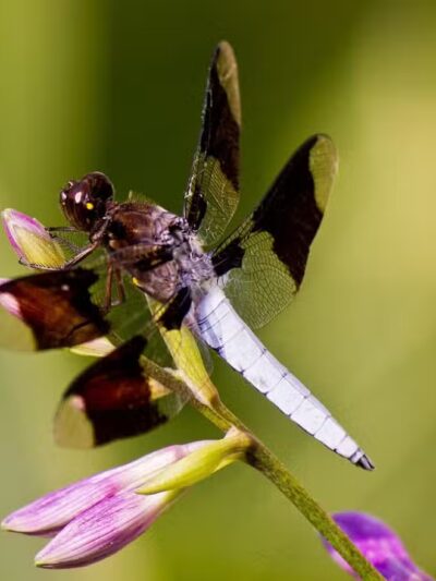 Hyacinth Park - Cleveland, OH