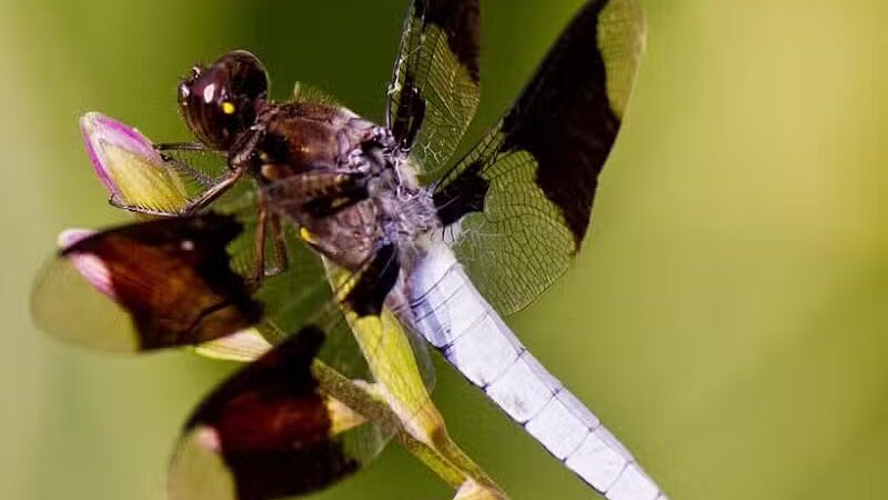 Hyacinth Park - Cleveland, OH