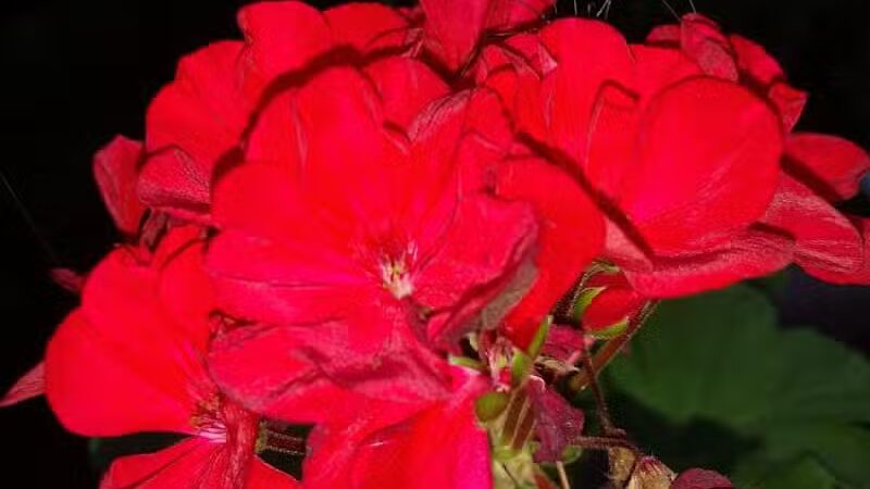 Independence Elmwood Park Office - Cleveland, OH