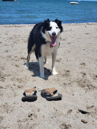 K-9 Coastline - Cleveland, OH