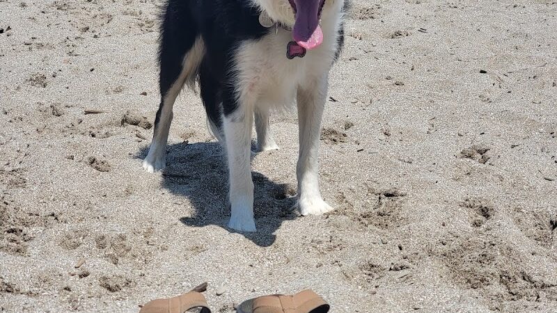 K-9 Coastline - Cleveland, OH