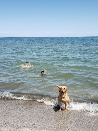 K-9 Coastline - Cleveland, OH