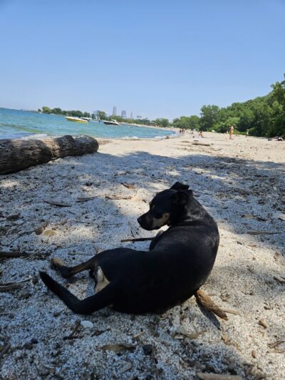 K-9 Coastline - Cleveland, OH