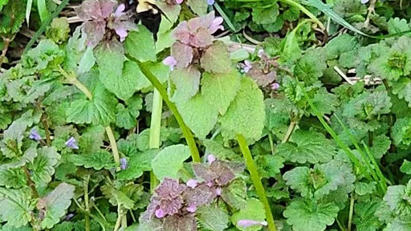 Mohican Park - Cleveland, OH