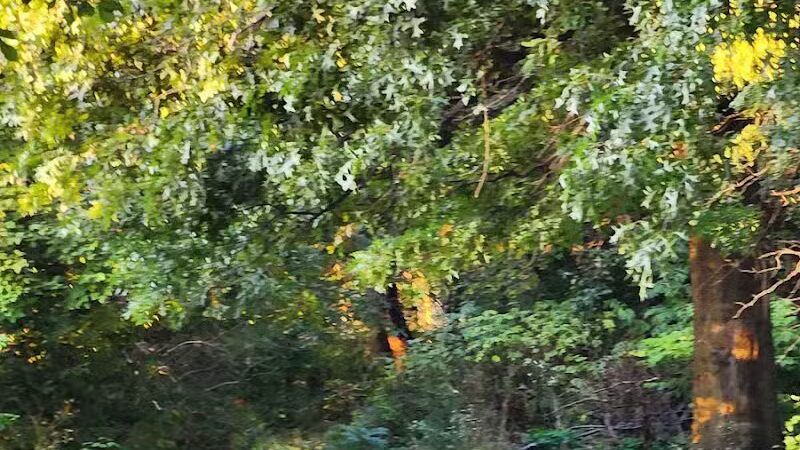 Mohican Park - Cleveland, OH