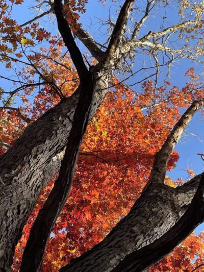 North Mastic Picnic Area, Rocky River Reservation - Cleveland, OH