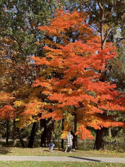 North Mastic Picnic Area, Rocky River Reservation - Cleveland, OH