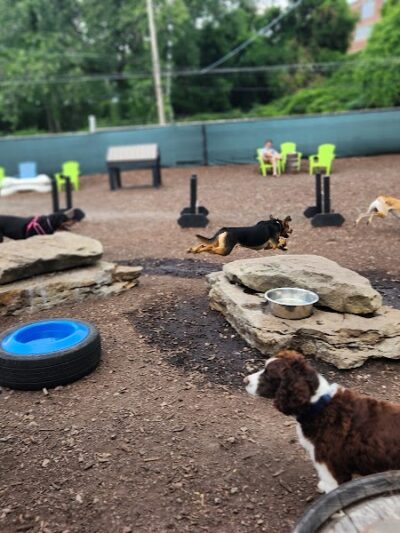 Taps & Tails - Cleveland, OH