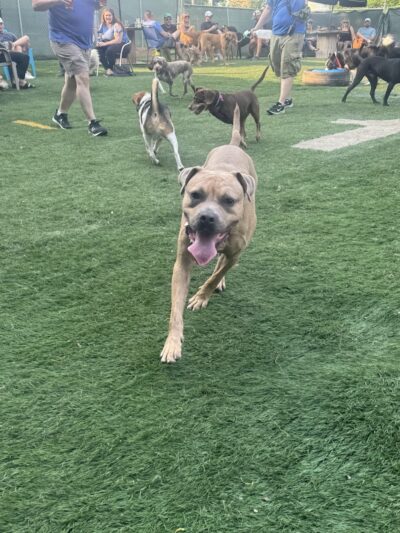 Taps & Tails - Cleveland, OH