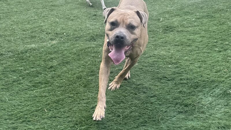 Taps & Tails - Cleveland, OH