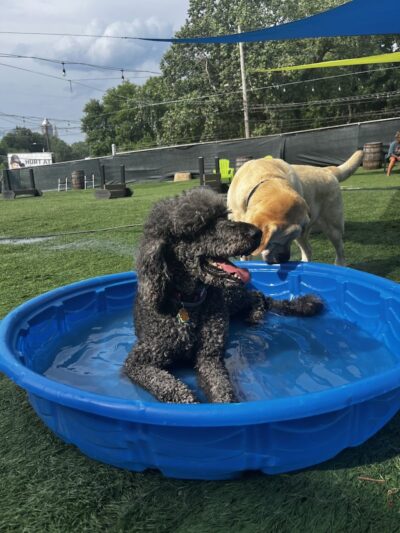 Taps & Tails - Cleveland, OH