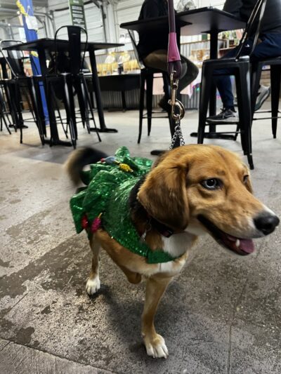 Taps & Tails - Cleveland, OH