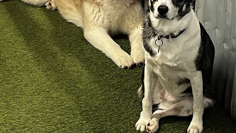 Taps & Tails - Cleveland, OH