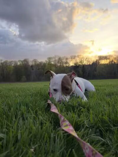 Tyler Field - Cleveland, OH