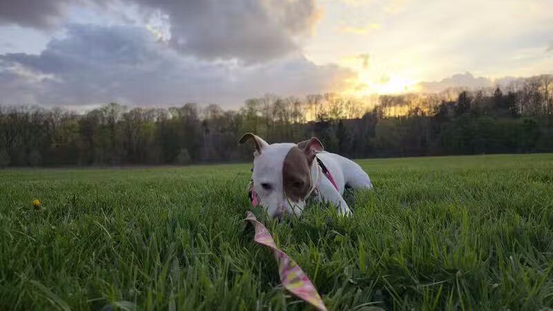 Tyler Field - Cleveland, OH