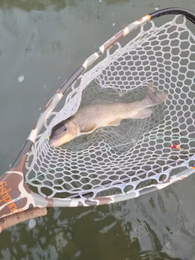 Tyler Field - Cleveland, OH