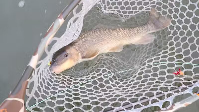 Tyler Field - Cleveland, OH