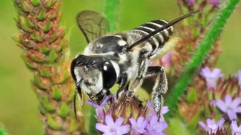 Virginia Havens Park - Cleveland, OH