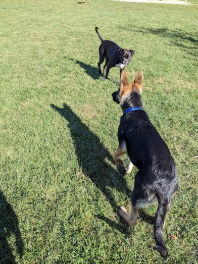 Simmonds Family Dog Park - Cleves, OH