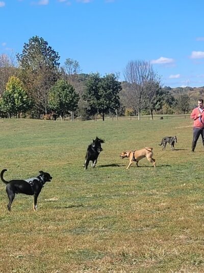 Simmonds Family Dog Park - Cleves, OH