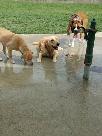 Simmonds Family Dog Park - Cleves, OH