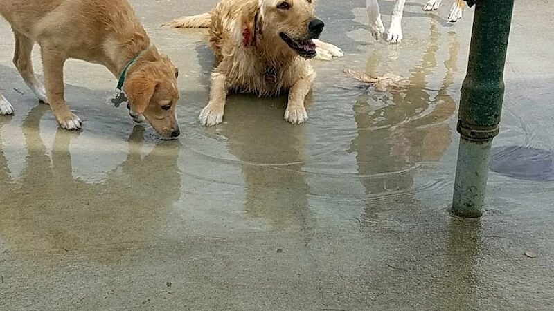 Simmonds Family Dog Park - Cleves, OH