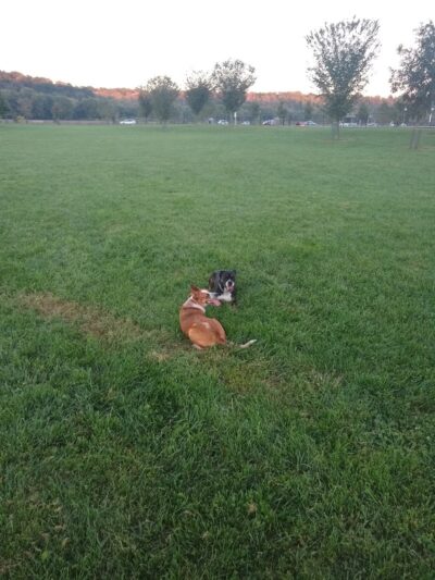 Simmonds Family Dog Park - Cleves, OH