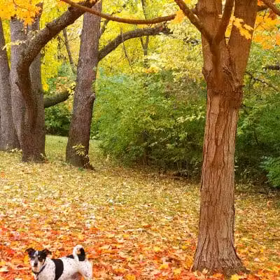 Clinton Dog Park - Clinton, IA
