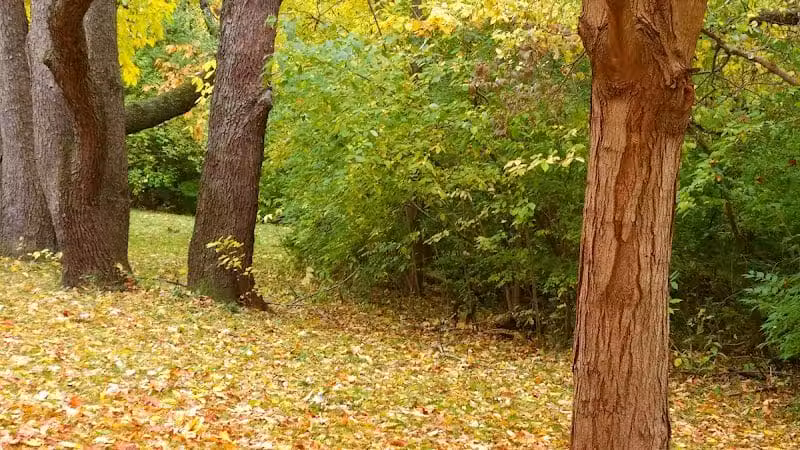 Clinton Dog Park - Clinton, IA