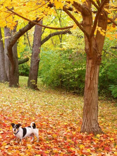 Clinton Dog Park - Clinton, IA