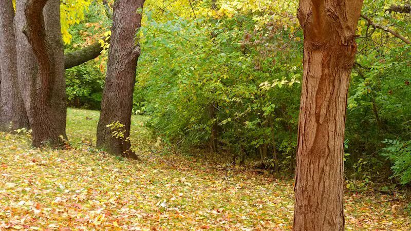 Clinton Dog Park - Clinton, IA