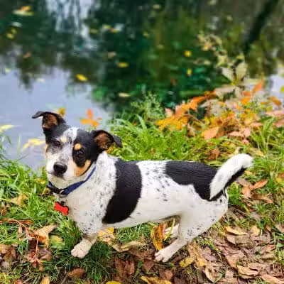 Clinton Dog Park - Clinton, IA