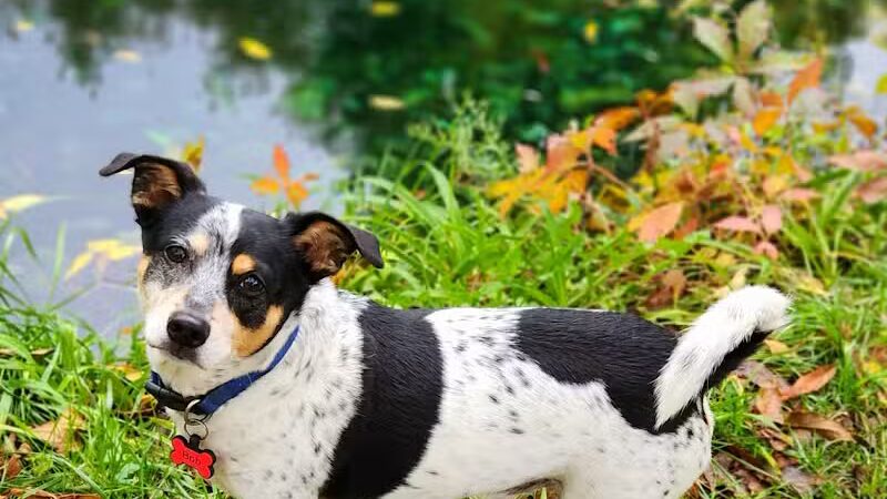 Clinton Dog Park - Clinton, IA