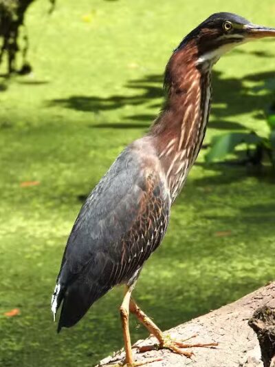 Clinton Trailhead - Clinton, OH
