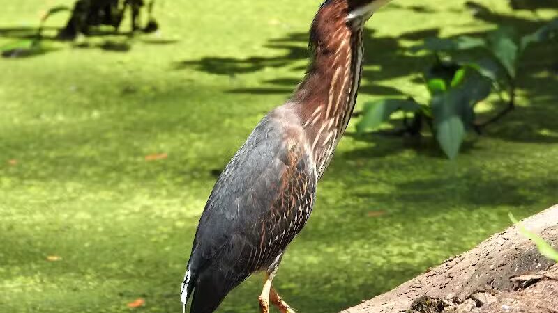 Clinton Trailhead - Clinton, OH