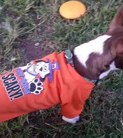 Clyde Dog Park - Clyde, OH