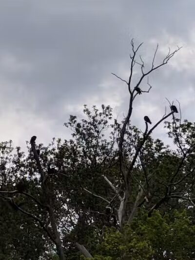 Clyde Dog Park - Clyde, OH