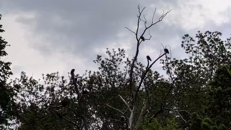 Clyde Dog Park - Clyde, OH