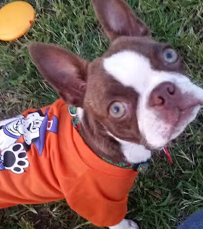 Clyde Dog Park - Clyde, OH