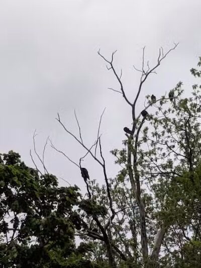 Clyde Dog Park - Clyde, OH