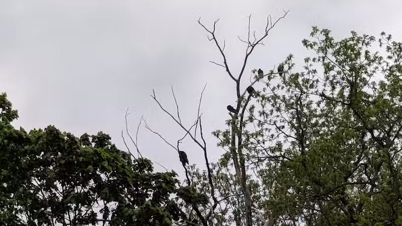 Clyde Dog Park - Clyde, OH