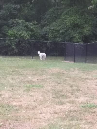 Clyde Dog Park - Clyde, OH