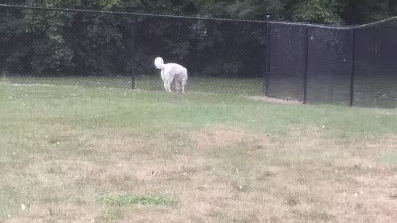 Clyde Dog Park - Clyde, OH