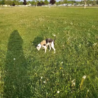 Coldwater dog park - Coldwater, MI