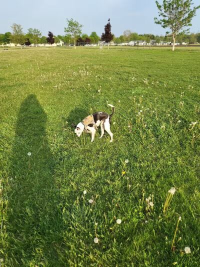 Coldwater dog park - Coldwater, MI