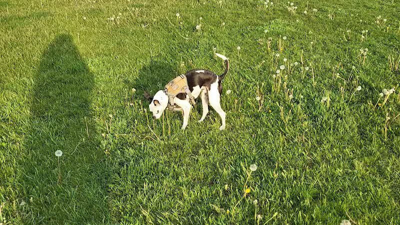 Coldwater dog park - Coldwater, MI