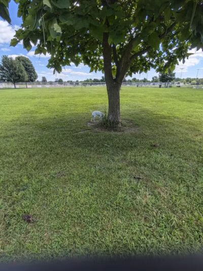 Coldwater dog park - Coldwater, MI